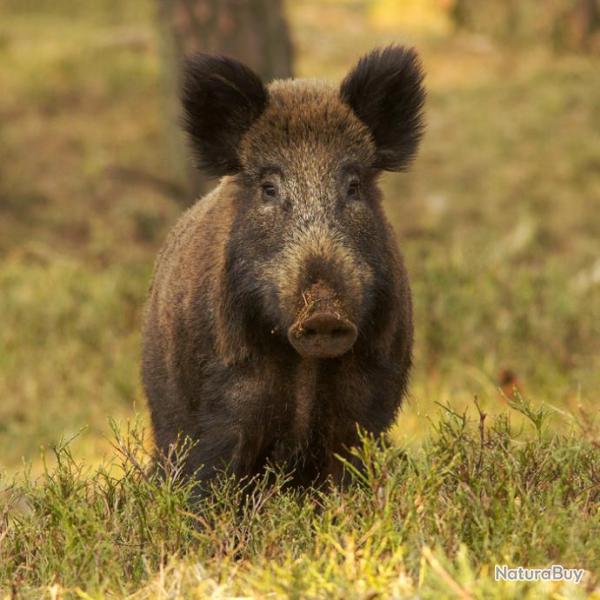 Chasse de Mas Page : Chasse du grand gibier en parc