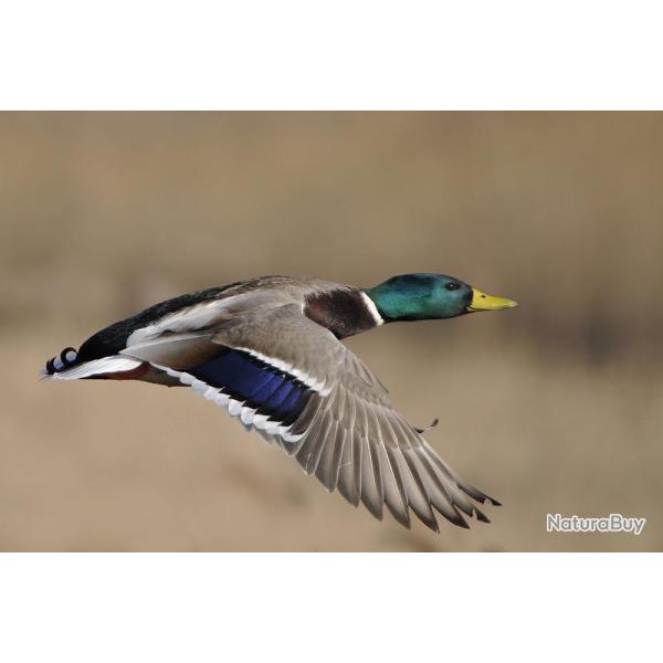 Chasse du canard au Domaine du Ringat