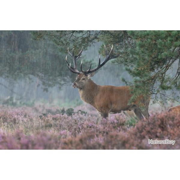 Chasse du grand gibier au Domaine du Ringat