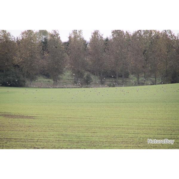 Chasse de Montplaisir