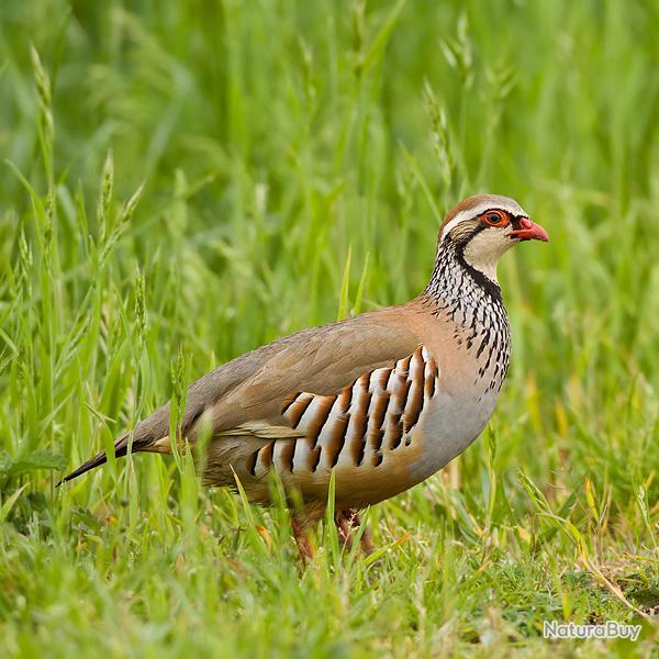 Chasse de Saint-Rmy  : Chasse en battue