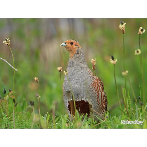 Battue prestige au Domaine de Lamuette