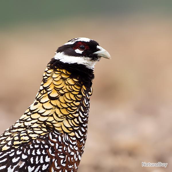 Chasse � la Faisanderoy