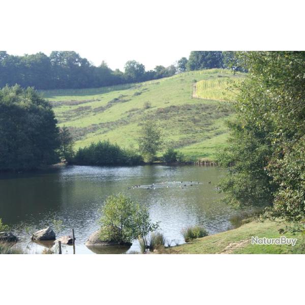 Demi journe de battue aux canards au Domaine de la Rabolire