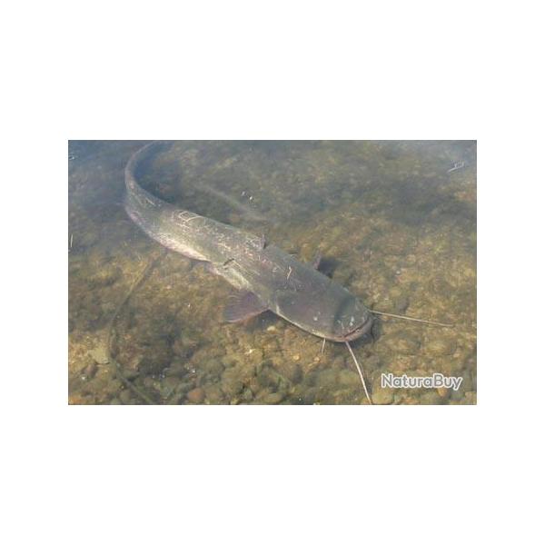 P�che de la carpe et du silure l'�tang de la Saussaie