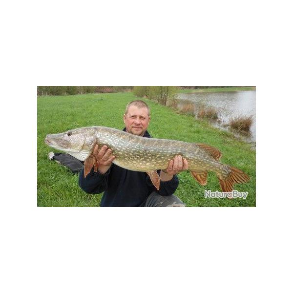 No Kill 54 : P�che des Carnassiers