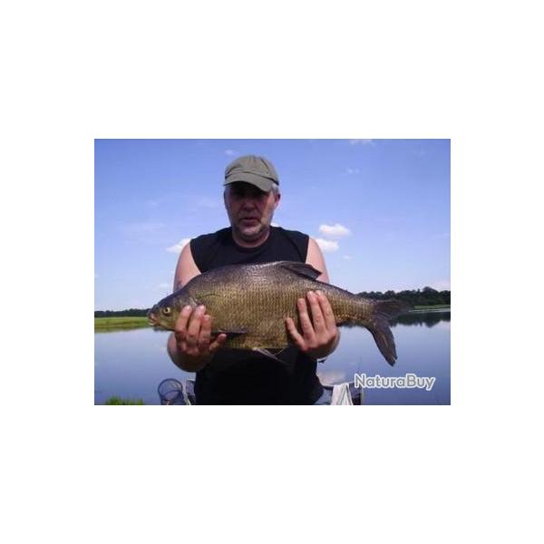 No Kill 54 : P�che au coup