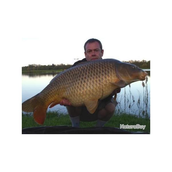 No Kill 54 : P�che de la carpe