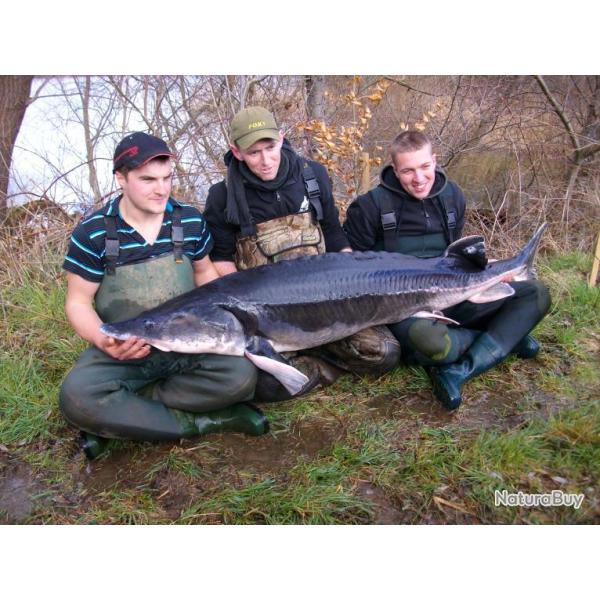 P�che � l'�tang du Moulin : Carpe, esturgeons, carnassiers, silures