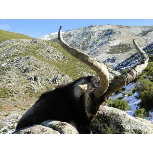 Approche du bouquetin des plateaux espagnols, jeune ou reprsentatif, tout compris.