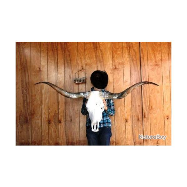 VERITABLE  CRANE  DE  VACHE  TEXANE taillex XXXL   de 165 cm d?Envergure environ
