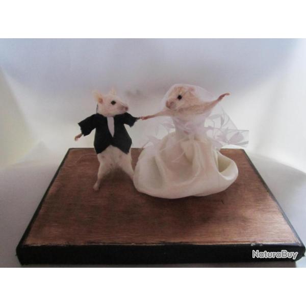 taxidermie couple petit rat  taxidermy rat curiosit