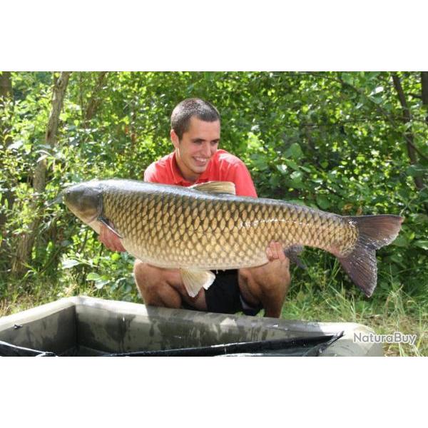 P�che de la carpe et de l'esturgeon � l'Etang Marco en No Kill