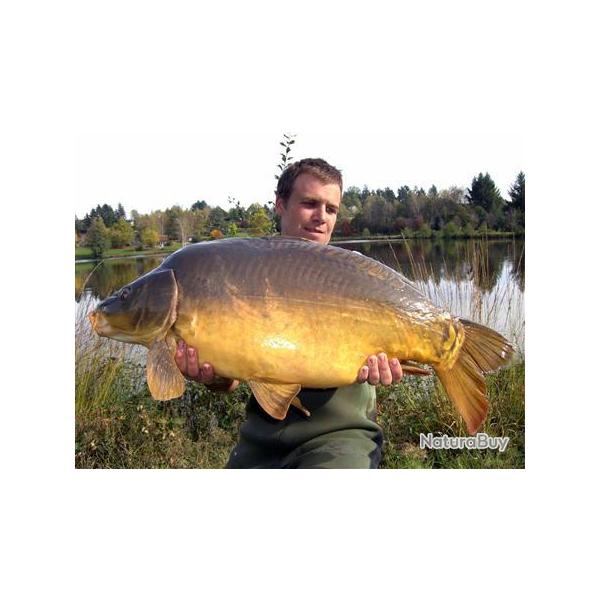 P�che de la carpe, de l'esturgeon et du silure � l'�tang de Vivale