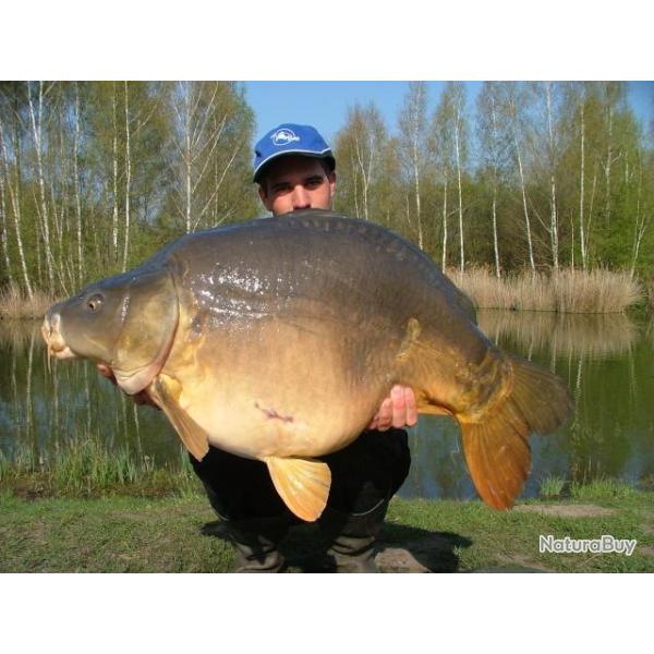 P�che de la Carpe aux Etangs du Domaine