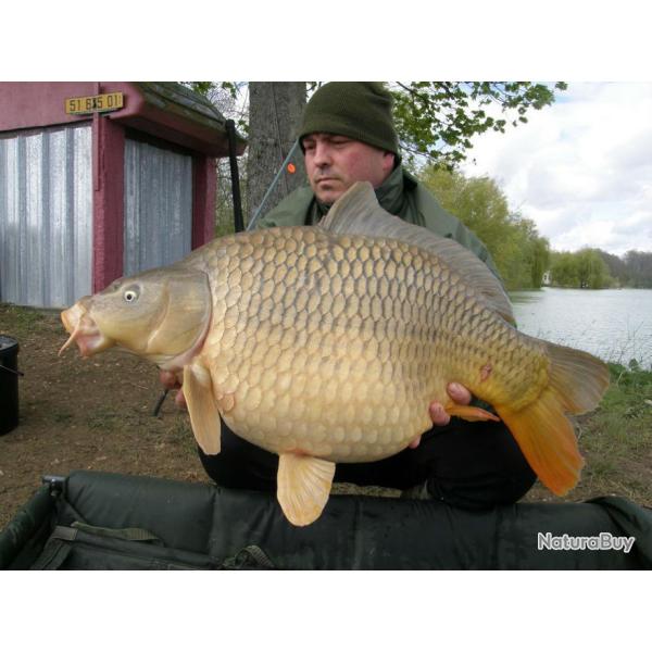 P�che de la carpe, de l'esturgeon et du silure � la Carri�re des Grands Pr�s