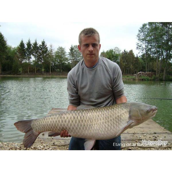 P�che de la Carpe et de l'Esturgeon � l'Etang de la Basse-Morli�re