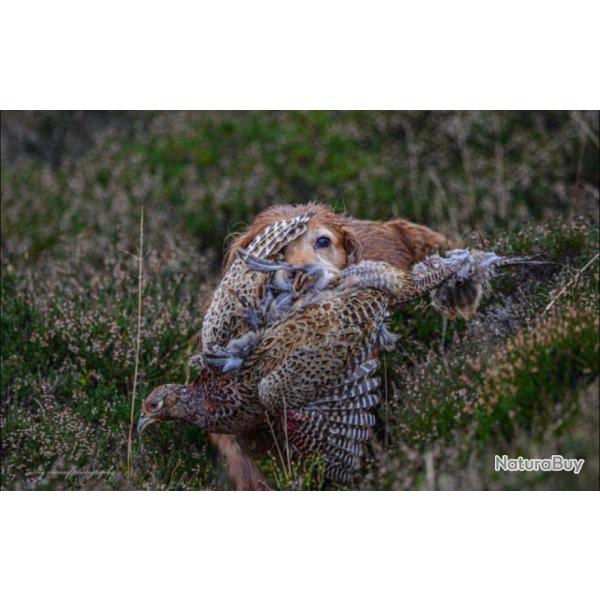 Petit gibier en Ecosse 2025/26