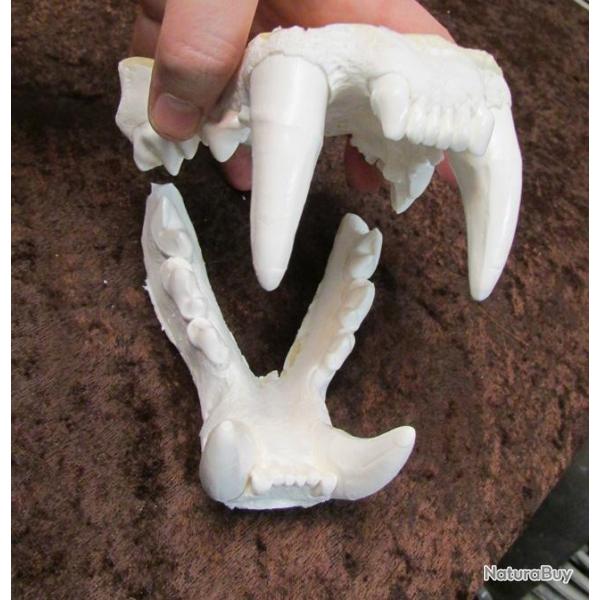 Taxidermie.Reconstitution norme mchoire de jaguar