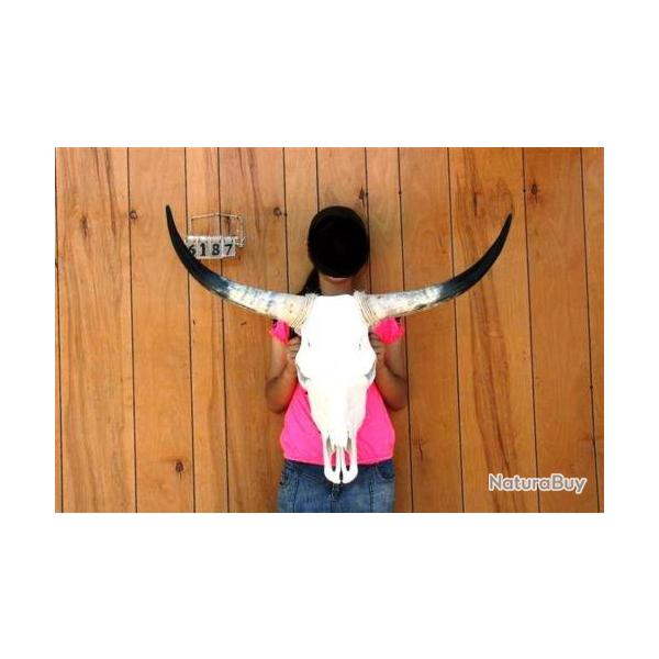 Authentique TETE  DE  VACHE  TEXANE taille M  de 80 cm � 95 cm  d?Envergure