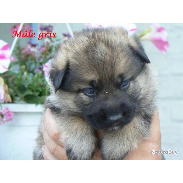 Chiots Bergers Allemands LOF  disponibles