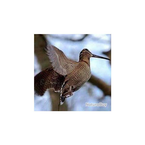 Sjour de Chasse aux bcasses en Irlande du Sud 2025-2026