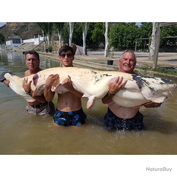 P�che du Silure en Bateau Espagne-M�quinenza 2025 - 4 jours de p�che 5 nuits