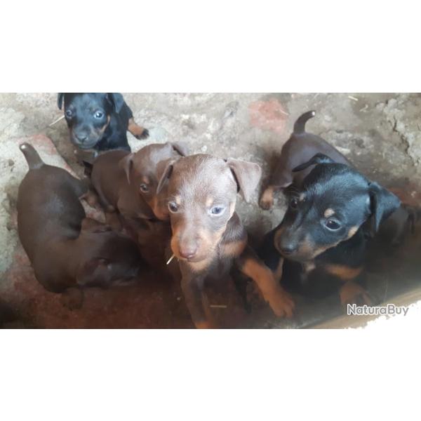 Chiots type Jagd Terrier Allemand