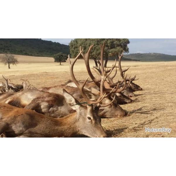 Montria Prive Espagne 12 au 16 Novembre 2025, 28 chasseurs +/-400 animaux