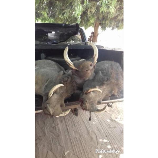 S�jour de chasse en GAMBIE campement du BOUMAC