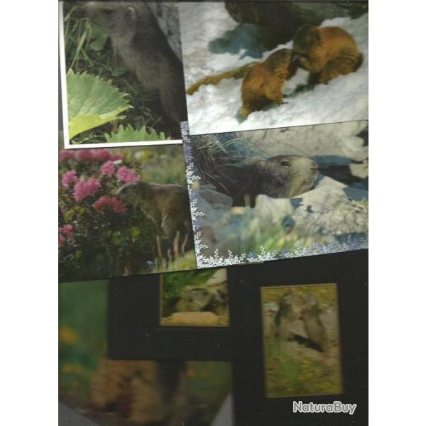 lot de 19 cartes postales sur marmottes , situations diverses , neuves.
