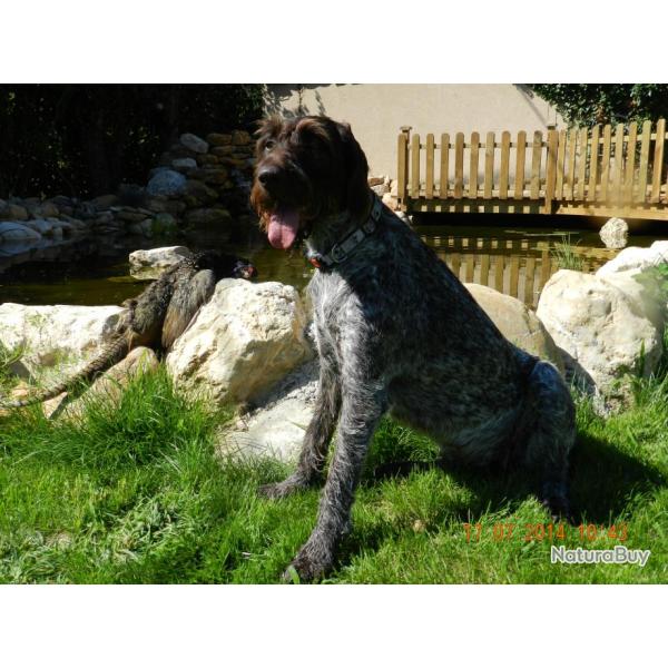 Chiots m�les de pur race Drahthaar