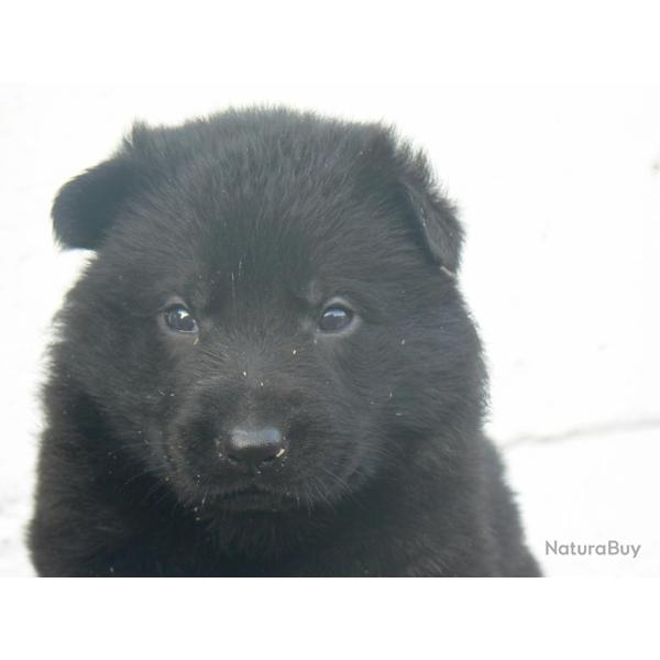 Chiots Bergers Allemands LOF � r�server