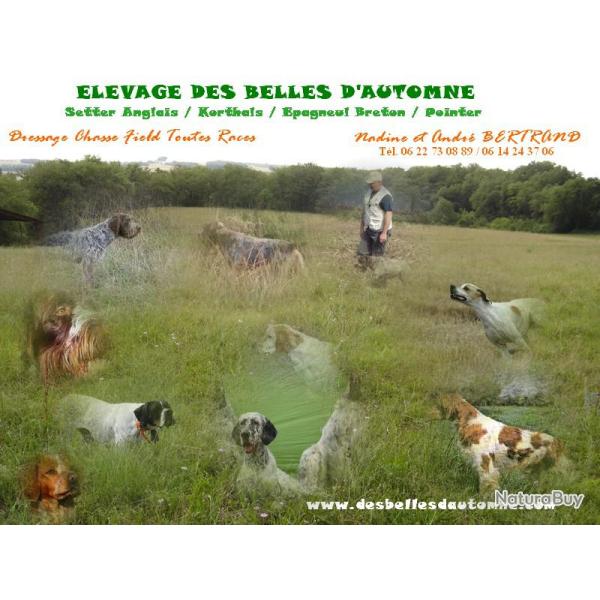 stage becasse en bretagne