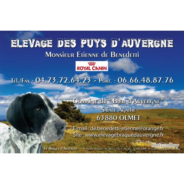 VERITABLE BRAQUES D'AUVERGNE