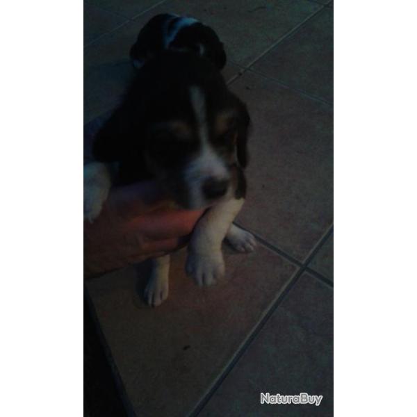 superbe chiots griffons nivernais beagle