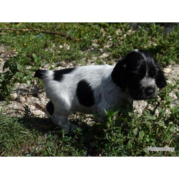Chiots cockers anglais CHASSE compagnie beaut�