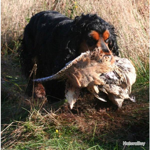 Saillie TR.FLAIR DES TERRES FROIDES. Cocker anglais noir et feu, �talon recommand� cotation 4