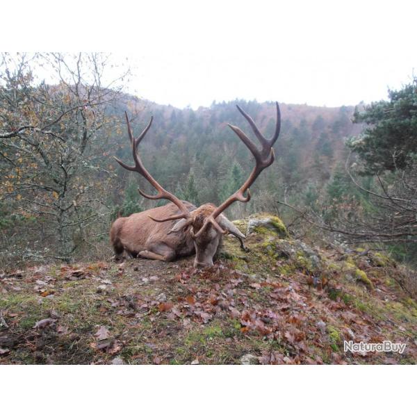 BATTUES BICHES  FANS  SANGLIERS