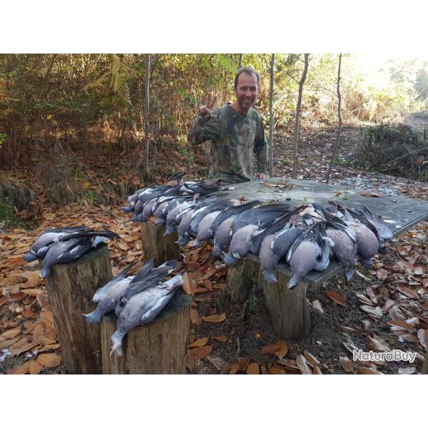 Journ�e de Chasse � la Palombe/Pigeon ramier en Sologne Saison 2025-2026