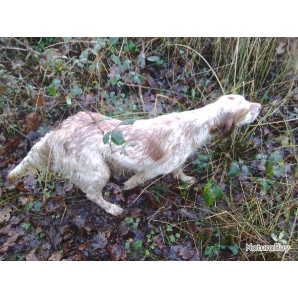 saillie setter anglais