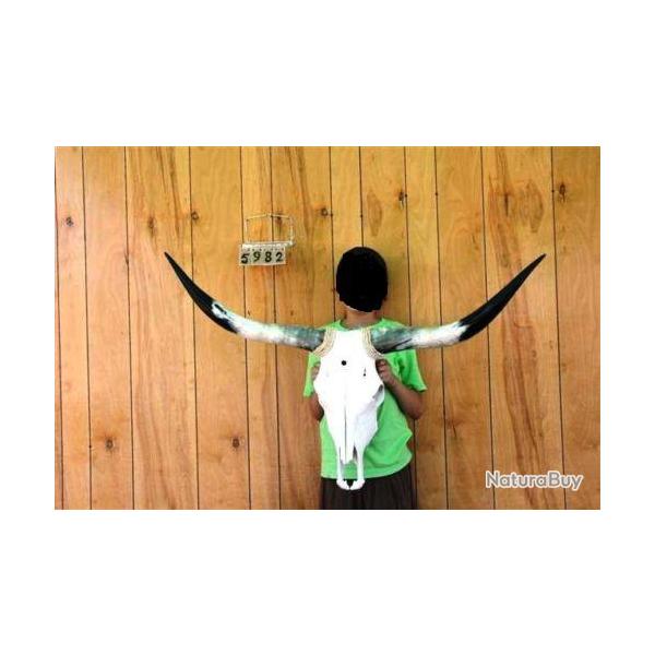 V�ritable  TETE  DE  VACHE  TEXANE taille L  de 90 cm � 120 cm d'Envergure