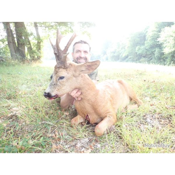 Chasse du Brocard en tir d'�t� dans le Sud Ouest