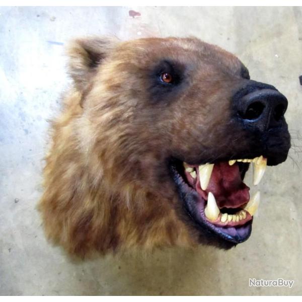 Troph�e factice r�plique taxidermie  ours brun taille r�elle