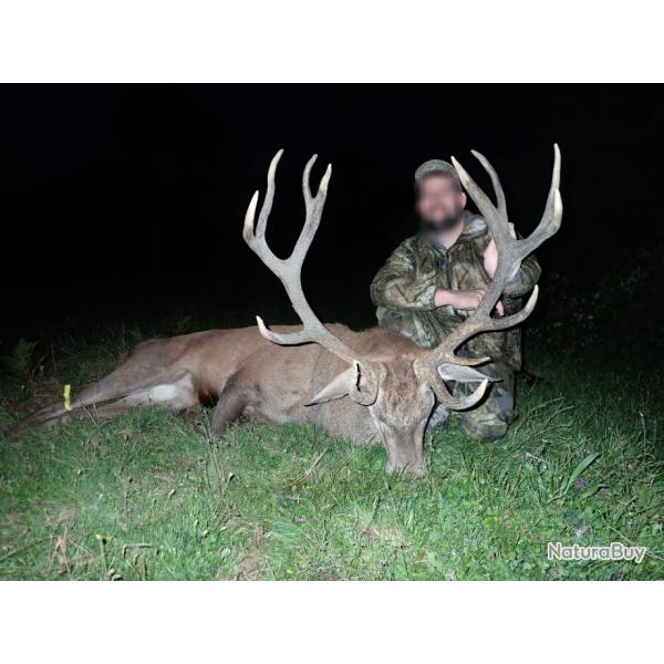 Chasse du Cerf au Brame dans les Pyr�n�es.