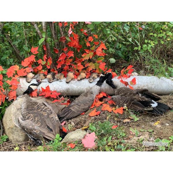 Forfait de chasse mixte becasses-gibiers d'eaux 2026 "Rabais des F�tes"  !!!