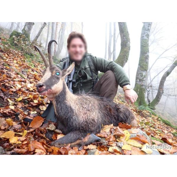 Chasse de l'Isard � l'approche dans les Pyr�n�es