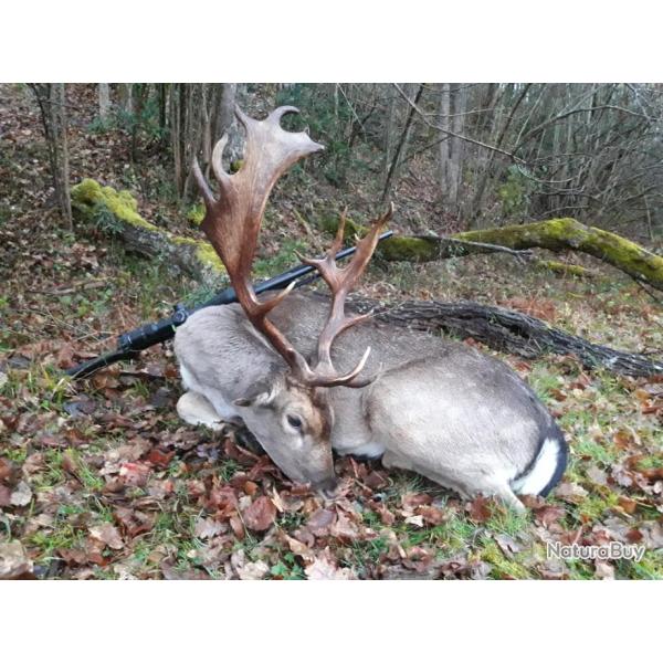 Chasse du Daim � l'approche dans les Pyr�n�es