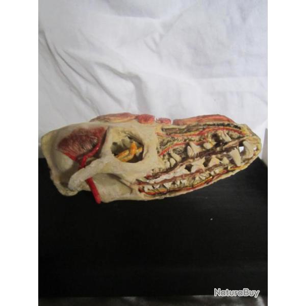 taxidermie crane de renard