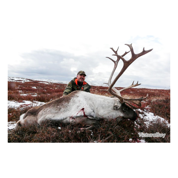 Groenland: Caribou troph�e � l'approche, tout compris